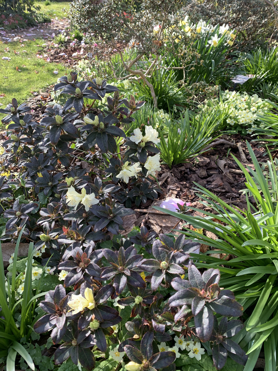 R. fletcherianum 'Yellow Bunting' AM